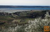 Piran Lucija Vinjole 3203 m2