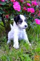 Fox Terrier