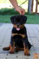 Rottweiler mladiči 2 samčka
