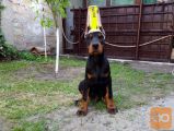 doberman
