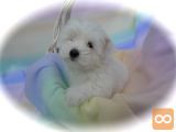 Coton de Tulear ~ mladički