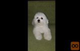 Bichon i bolonjezer stenci na prodaju