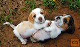 Beagle mladički