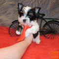 Mladički Biewer Yorkshire Terrier