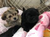 Shih Tzu mladički so na voljo