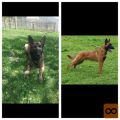 Belgijski ovčar malinois