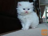 Persijski Kittens na voljo