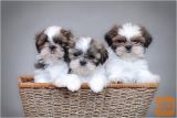 Mladiči Shih tzu