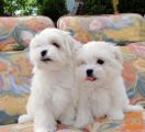 Maltezer i coton de tulear stenci na prodaju