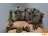 Marmoset opice za posvojitev.