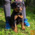 Rotvajler i doberman stenci na prodaju