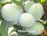 Sadike indijanskih banan (Asimina triloba)