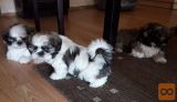 SHIH TZU