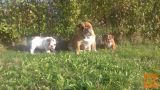 Angleški buldog