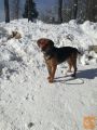 Podarim psa BEAGLE pasme BROWNIE