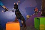 Doberman i rotvajler stenci na prodaju