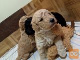 Pudelj pritlikavi beli samček - S rodovnicom - REZERVACIJA