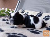 SHIH TZU MLADIČKI Z RODOVNIKOM