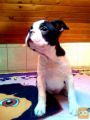 Boston terrier