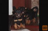 Rotvajler i doberman stenci na prodaju