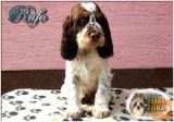 English Springer Spaniel