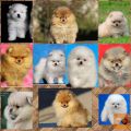Pomeranac Boo cistokrvni stenci