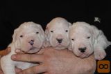 Dogo argentino i bulterijer stenci na prodaju