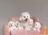 Bichon i bolonjezer stenci na prodaju