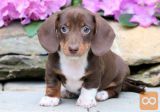 Dachshund mladički so zdaj na voljo