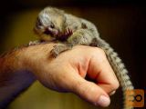 Opice marmoset za posvojitev.