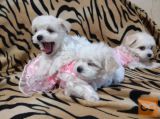Maltezer i coton de tulear stenci na prodaju