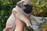 Mops i kavalirski spanijel stenci na prodaju