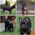 Francuski buldog štenci
