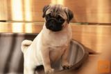 Mops i kavalirski spanijel stenci na prodaju