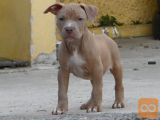 mladiči pitbull so na voljo..