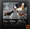 Bernardinec Mladicki - St.bernard kennel Od Mikija