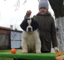 Bernardinec Mladicki - St.bernard kennel Od Mikija
