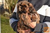 Shih tzu mladički z rodovnikom