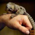 marmoset opice za posvojitev.