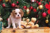 Cavalier king Charles spaniel štenci