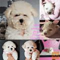 Bichon Frise vrhunski štenci