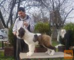 Bernardinec Mladic - St.bernard kennel Od Mikija