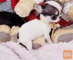 Chihuahua izključuje najlepši srček