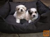 Coton de Tulear