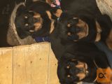 Rottweiler mladiči