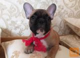 Francuski buldog i engleski buldog stenci na prodaju