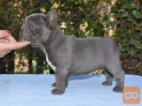 ljubki francoski buldog mladiči