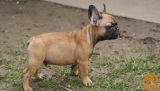 Francuski buldog štenci
