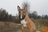 Bulterijer i dogo argentino stenci na prodaju