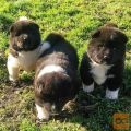 Beautiful puppies Akita Available for sale
